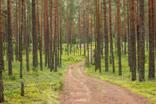 istock Summer forest. Beautiful landscape with pine forest and dirt road. Ecologically clean place with fresh air. 1316995588