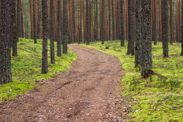 istock Summer forest. Beautiful landscape with pine forest and dirt road. Ecologically clean place with fresh air. 1316995597