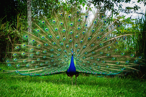 Indian peacock mali and female isolated on white background