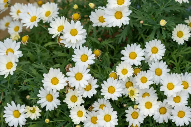 Fresh daisies flowers, bellis perennis, white marguerites with yellow centers at field background, texture, top view. Wild perennial herbaceous plant, sunny day. Springtime blooming flora concept.