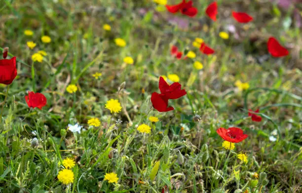 Springtime wild flowers. Red poppies, yellow dandelions at field sunny day. Native species of ecosystem, Fresh colorful seasonal wildflowers meadow flora blooming plants background, texture.