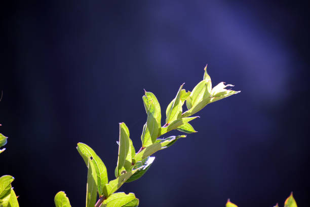 Beautiful picture of green leaf on branch. Selective focus, Selective Focus On Subject, Background Blur