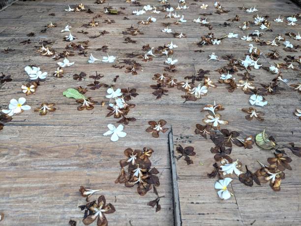 istock Many flowers wilt on the road 1316997561