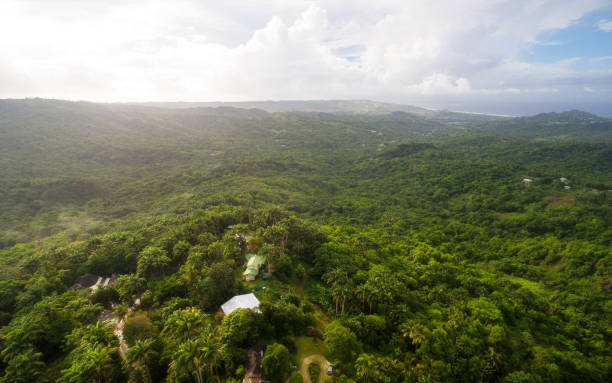 istock Lush green hills in Barbados, Caribbean 1316997715