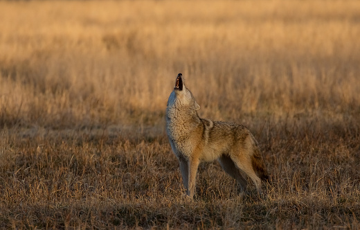 A wild coyote in the morning sunrise.