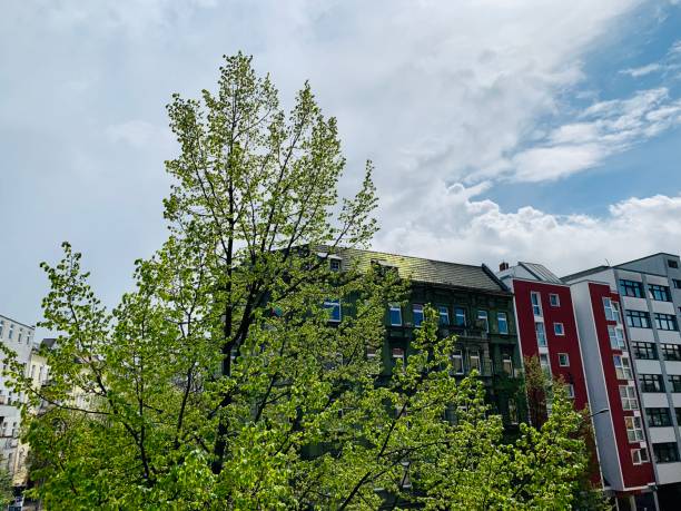 istock Green trees with urban high rise buildings 1316999873