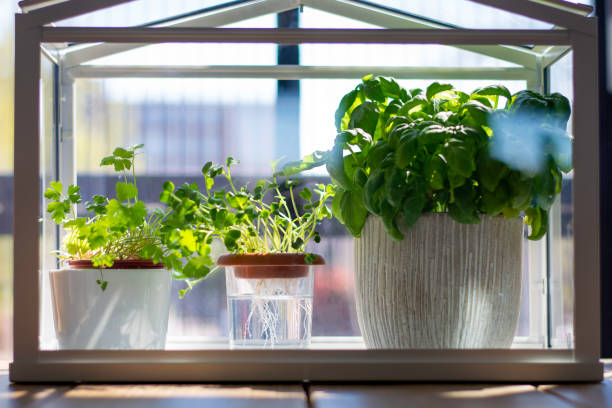 Miniature greenhouse with fresh herbs.