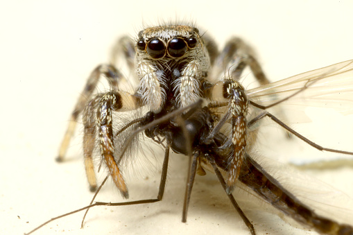 Close-up of a jumping common North American jumping spider species snacking on a midge.