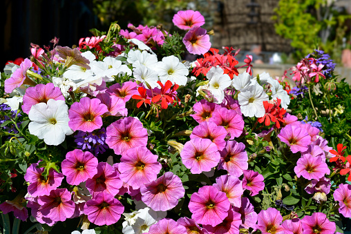 Background of blooming purple and white petunia surfinia flowers