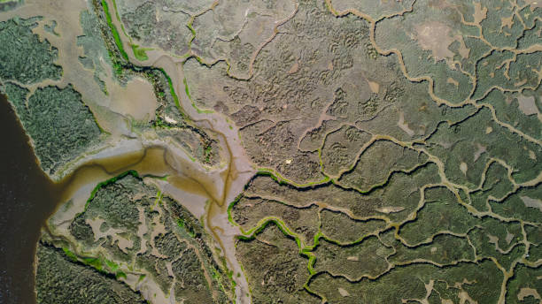 istock everglades national park view from above 1317007178