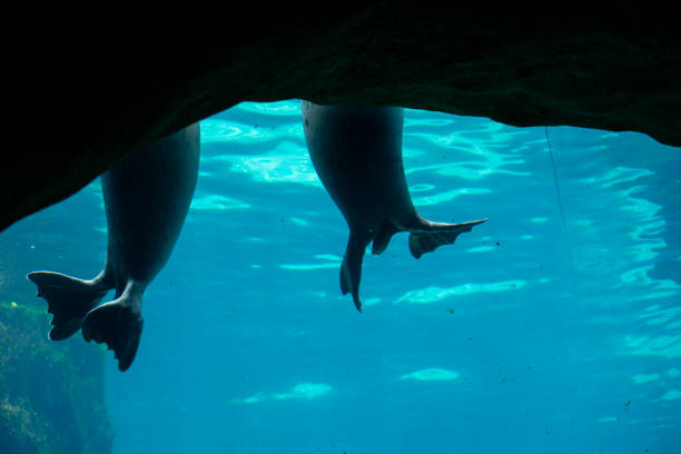 harbor seal playing in water