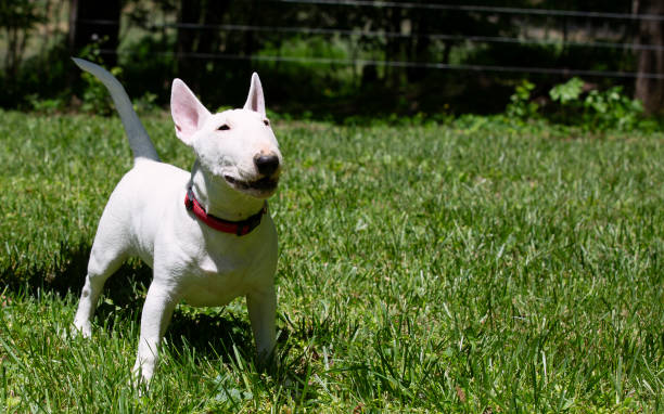 istock Miniature bull terrier playing on the grass in park 1317008054