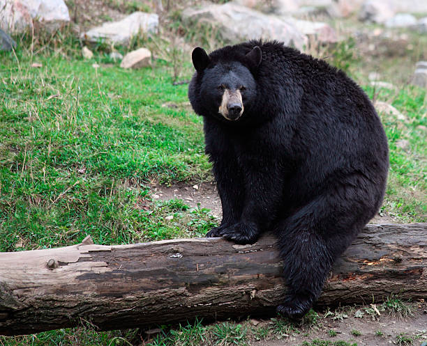 istock American Black Bear Sitting on a Tree Trunk 131700868