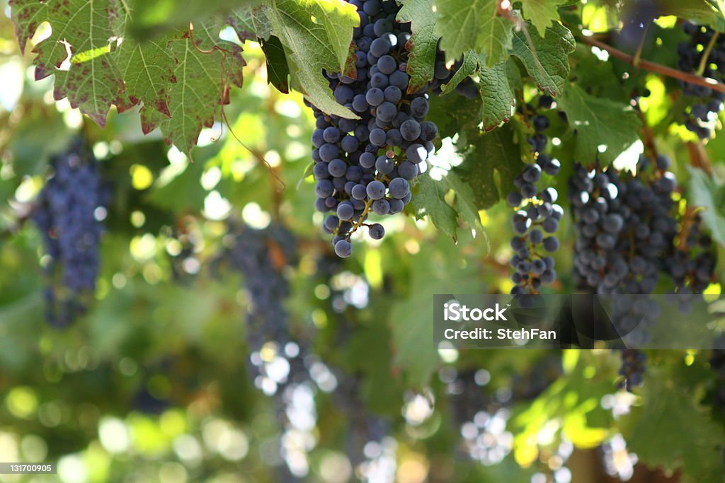 Wine vineyard in Mendoza, Argentina Mendoza Stock Photo