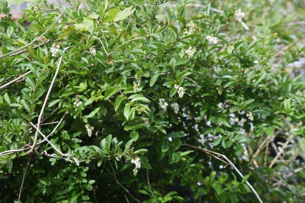 istock Privet (Ligustrum obtusifolium) flowers. O 1317009250