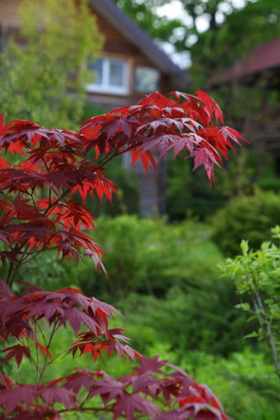 istock Acer platanoides Crimson King 1317009372