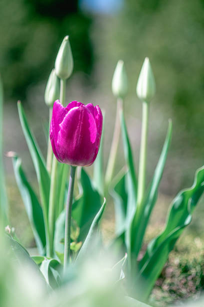 A beautiful pink tulip in the morning light. The bright background blurred blue.