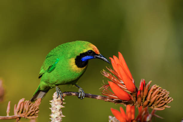 istock The hungry leafbird is ready to eat 1317012004