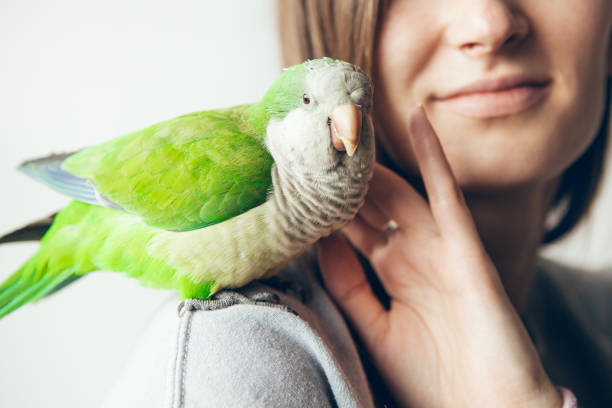 Close-up of cute Monk Parakeet. Friendly Green Quaker parrot is sitting on a woman's shoulder at home. Girl is petting parrot. Natural light, selective focus lifestyle photo monk parakeet stock pictures, royalty-free photos & images