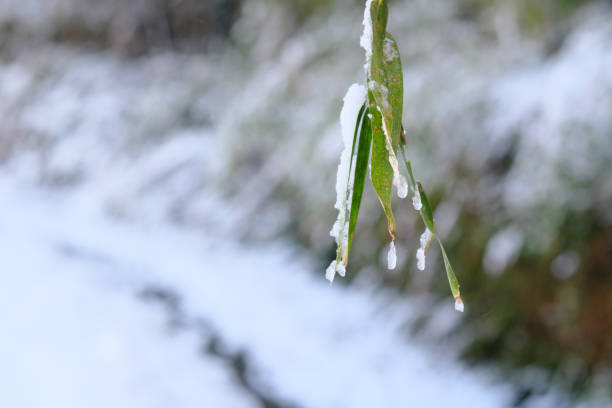 Bamboo leaves and melting snow