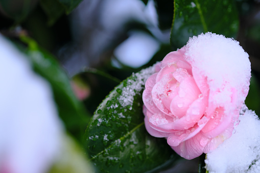 Beautiful sasanqua flowers with snow