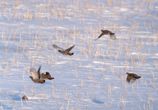 Partridge in Winter Flying stock photo