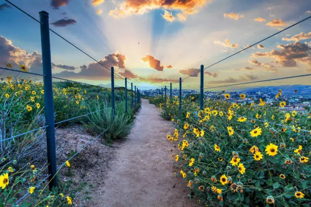 Hiking trail above Dana Point city view at sunset in Southern California, USA