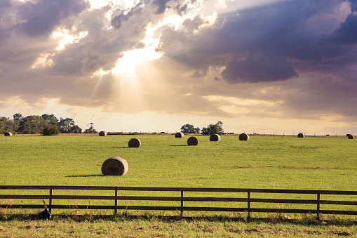 Large rolled hay bales sit in an open field for livestock in Texas.