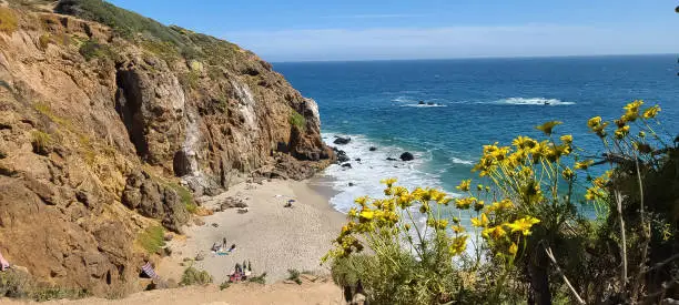 Cove beach, blue ocean and yellow Coreopsis at Point Dume.