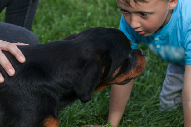 istock A Boy And A Dog Looking Each Other While Playing In The Gras 1317014869
