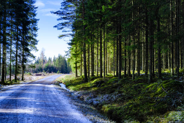 スウェーデンのhjo近くの雪に覆われた道路と松林の霧の朝 - footpath wood horizon nature ストックフォトと画像