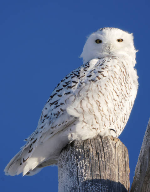 istock Snowy Owl in Winter 1317015005