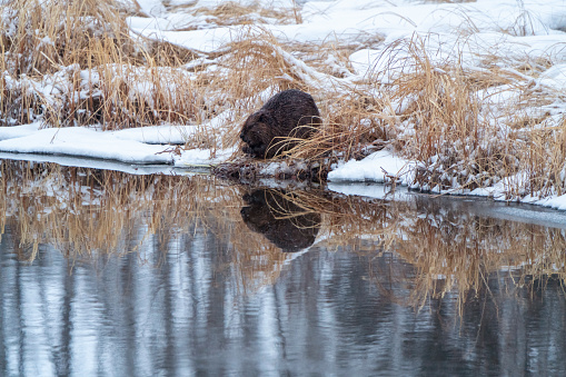 Beaver in Winter Northern Saskatchewan canada