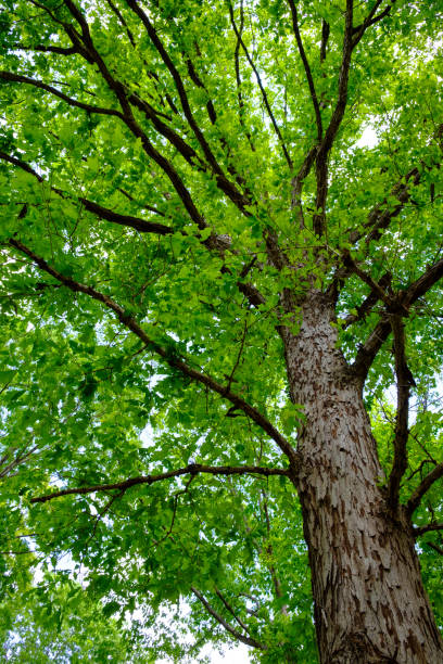 istock Majestic oak tree filling the frame with vibrant green spring foliage 1317015785