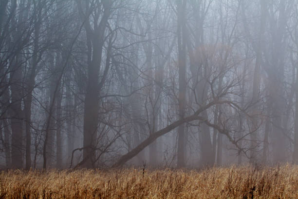 gloomy trees in mist with bare branches - abstract autumn bare tree empty imagens e fotografias de stock