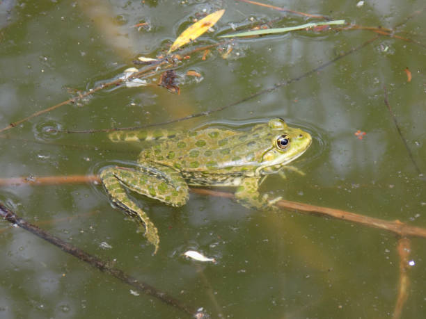 istock Green frog rests on the branch in the pond 1317015984