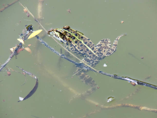 istock Brown frog rests on the branch in the pond 1317016002