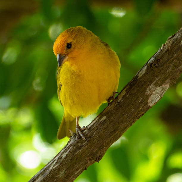 istock Atlantic Canary, a small Brazilian wild bird. 1317017517