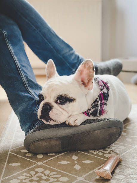 istock Dog resting on man's feet 1317018185