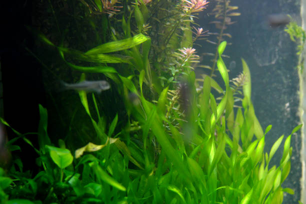 istock Beautiful aquarium aquatic plants 1317019086