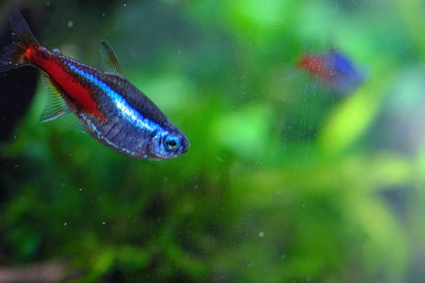 istock Cute neon tetra up material 1317019726