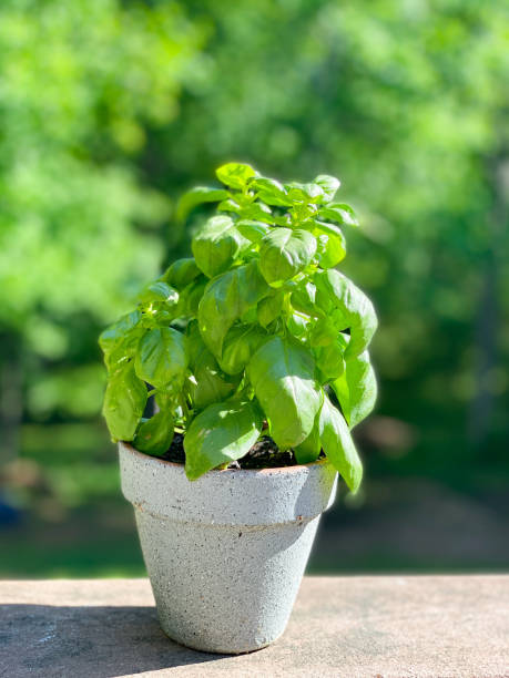 Basil in a Potted Plant stock photo