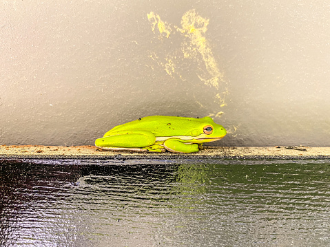 A tree frog sits on a narrow ledge.