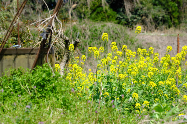 istock Natural rape blossoms blooming in the countryside 1317019995