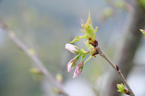 Cute buds of Yoshino cherry tree waiting for spring