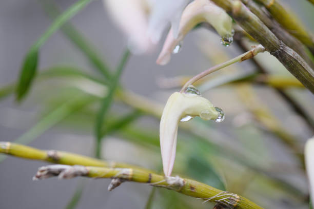 Beautiful white orchid buds with water droplets