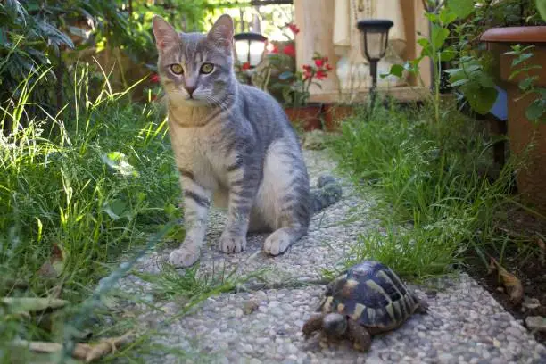 Photo of A turtle with a cat