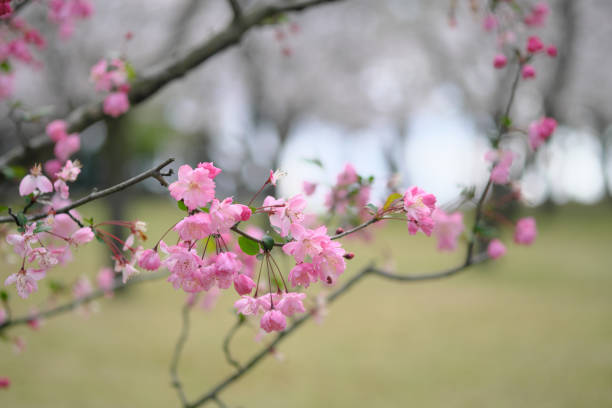 istock Cute pink cherry blossoms to be healed 1317020653