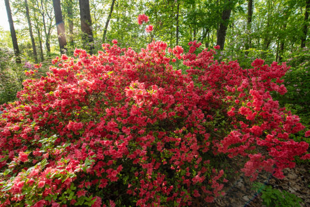 istock Blooming azalea in woods 1317021656