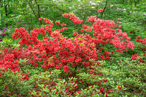 Blooming red azalea in woods